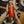 Charger l&#39;image dans la galerie, Gin Koï

